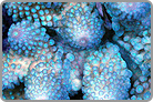 Sprinkle me with these Giltter Polyp's. Fiji Collected